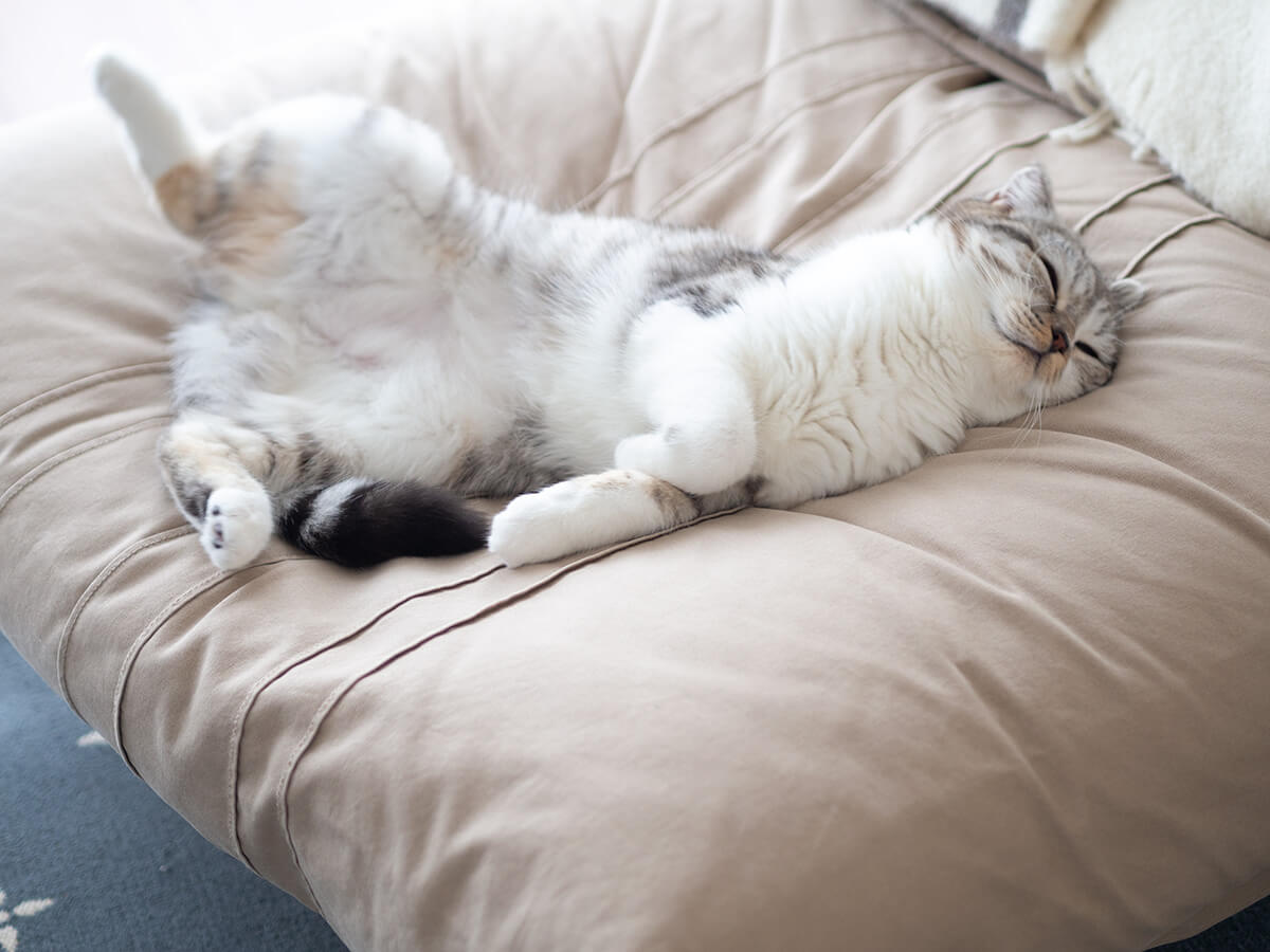 ソファーでくつろぐ猫