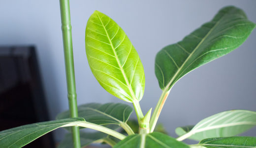 リビングも新緑の季節♪室内でも丈夫で育てやすい観葉植物2つ。