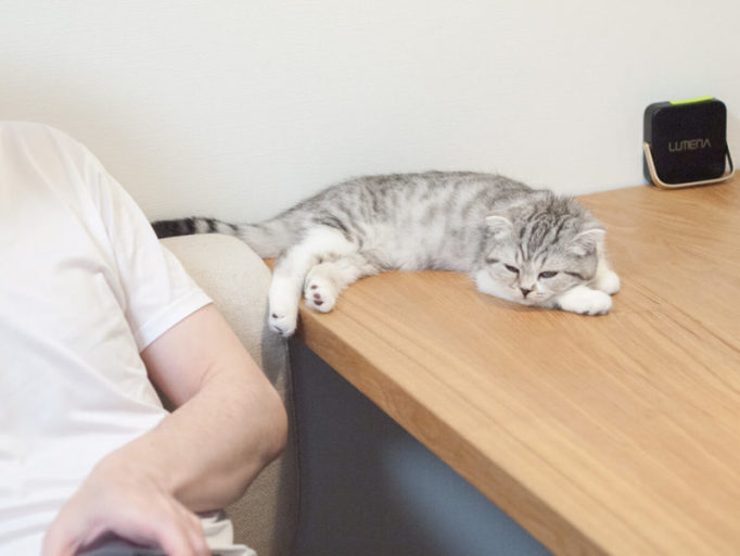 テーブルで寝る猫と横にいる飼い主
