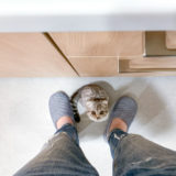 キッチンで飼い主を見上げる猫