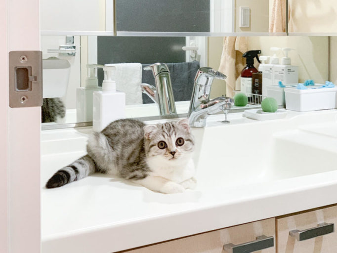 洗面所に座る猫