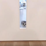 ドアの窓から覗く猫