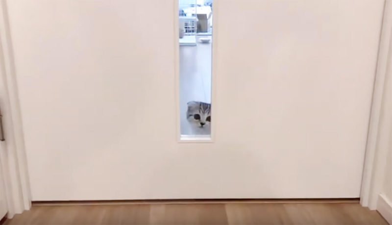ドアの窓から覗く猫