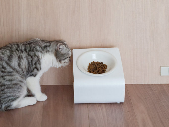 猫と食器台
