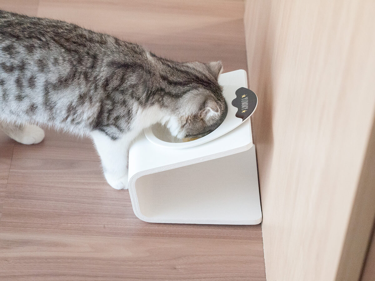 猫の不正咬合 体験記 歯科の専門医に診てもらいました ウチブログ
