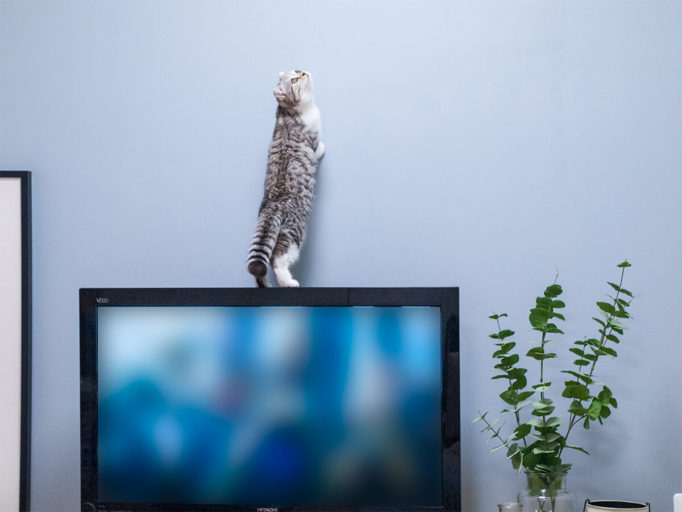 テレビの上に乗る猫

