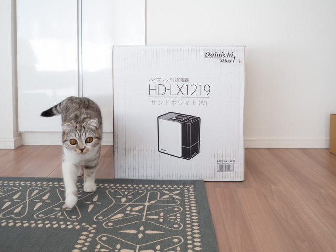 加湿器の箱と猫