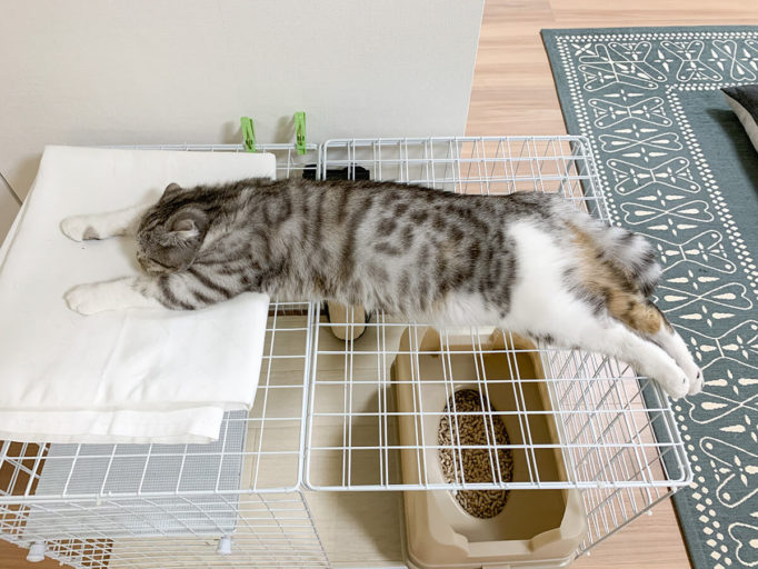 100均猫ケージの上で眠る猫