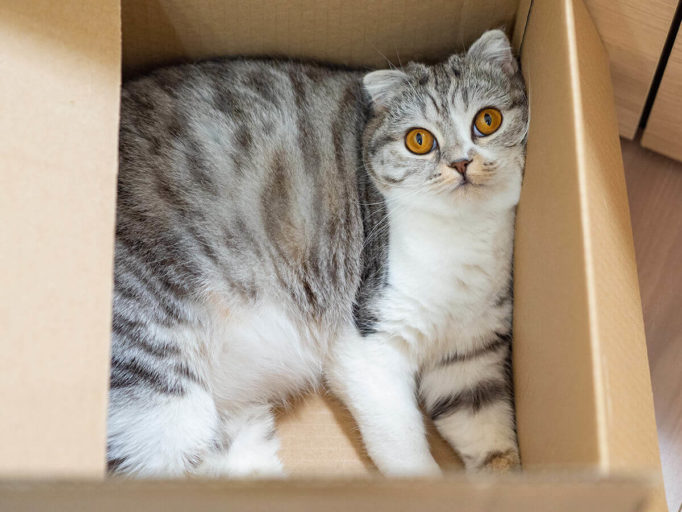 ダンボール箱に入っている猫