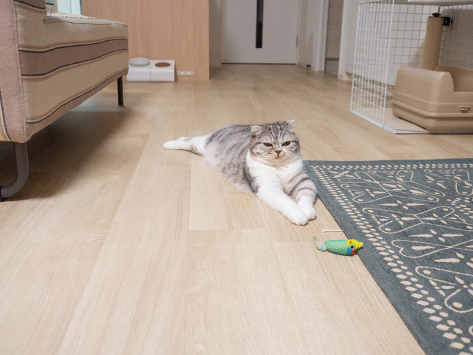 床に横たわる猫